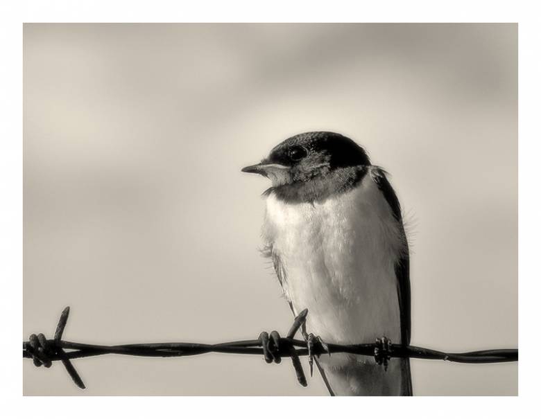Swallow