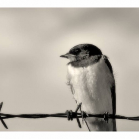 Swallow