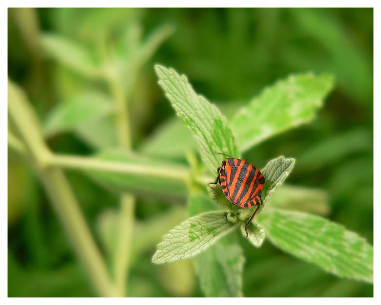 Graphosoma