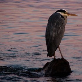 heron in the sunset