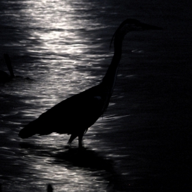 Heron after the sunset