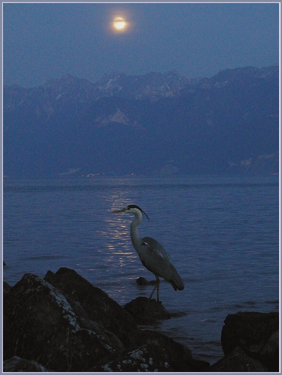 ..moonlight...