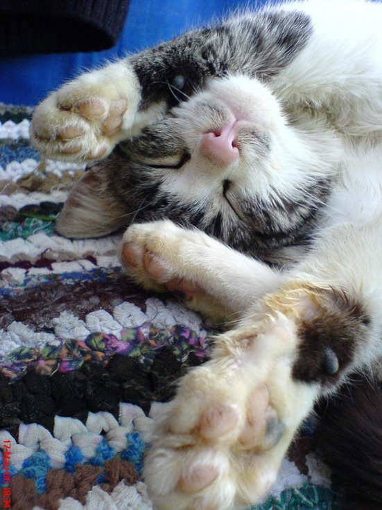 Коте :)