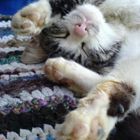 Коте :)
