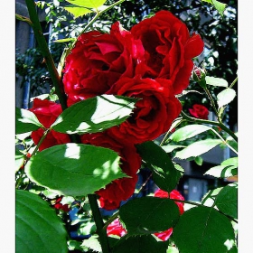 Roses are red..