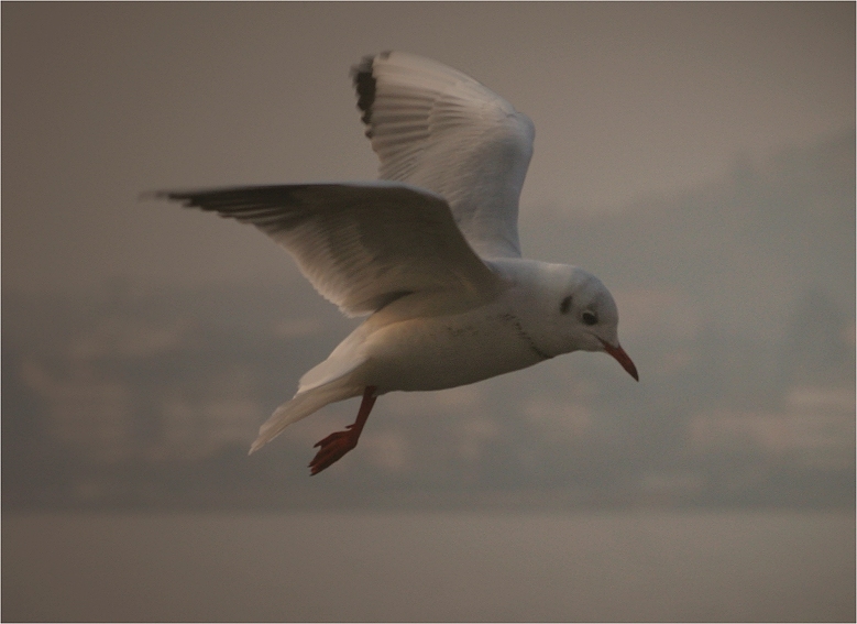 .. SpEEd ..