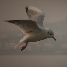.. SpEEd ..