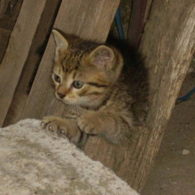 Пенчо