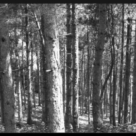 borovete