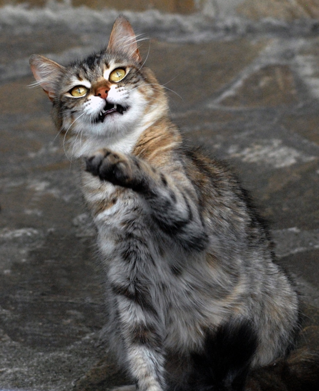 Аз съм много лоша котка!!!
