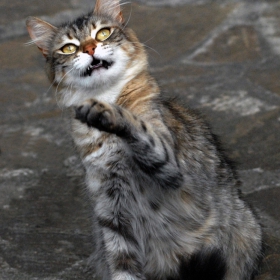 Аз съм много лоша котка!!!