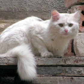 мъплъо
