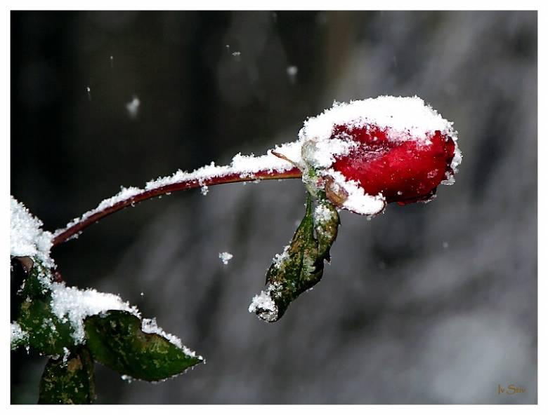 Snow Rose