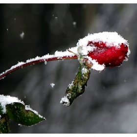 Snow Rose
