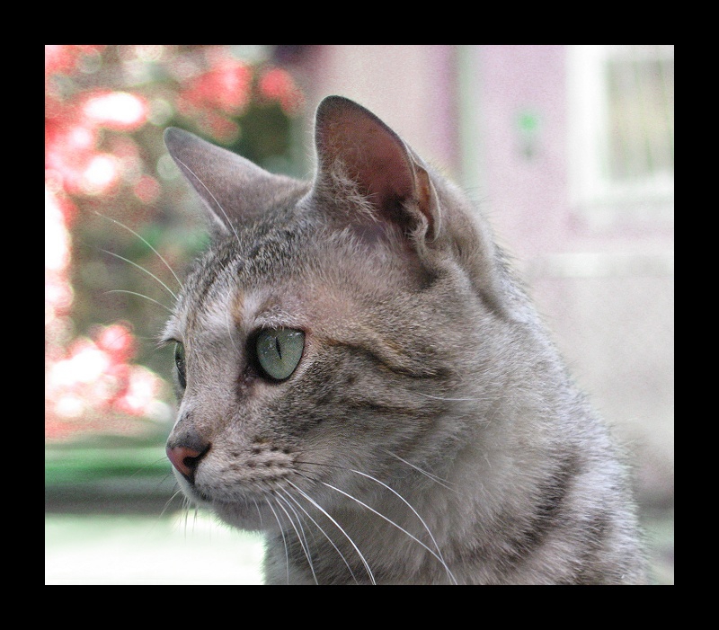 айде стига с тая котка
