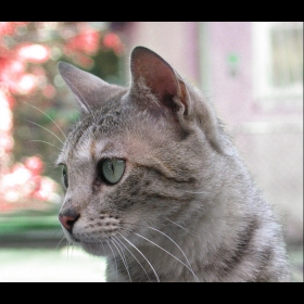 айде стига с тая котка