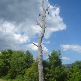 lonely tree soul