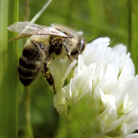 Dancing Ophelias #4 The Bee