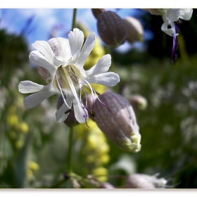 Dancing Ophelias #5