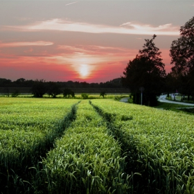 Across The Wheat Field