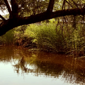 тиха вода