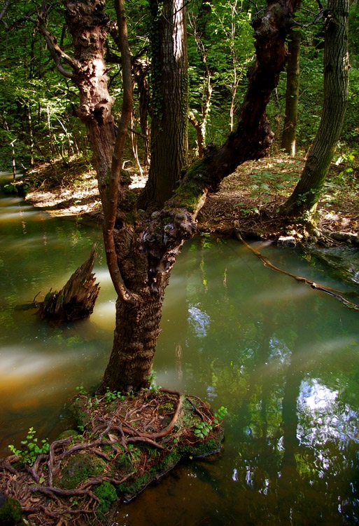 Гора ..... тих  плясък на вода сред слънчевите зайчета
