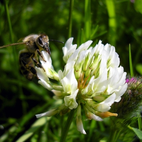 Dancing Ophelias #8 The Bee