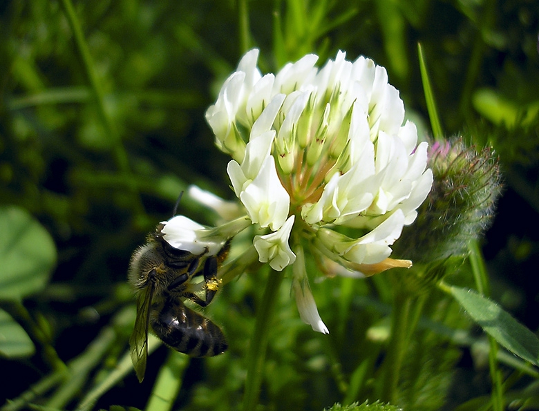 Dancing Ophelias #9 The Bee
