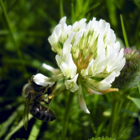 Dancing Ophelias #9 The Bee