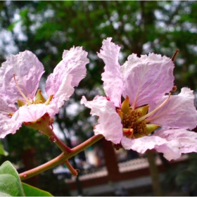 two flowers for my two girls