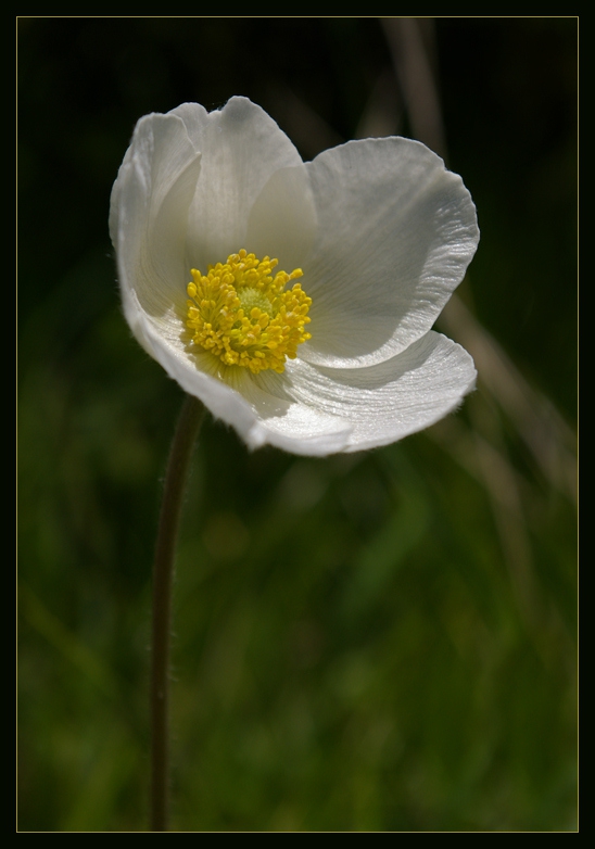 Anemone blande