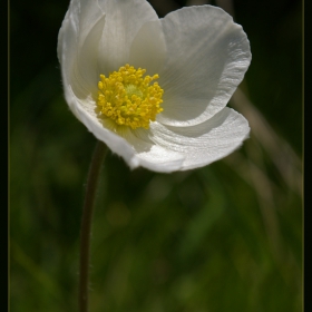 Anemone blande