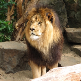 King of Amsterdam zoo