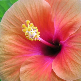 Hibiscus