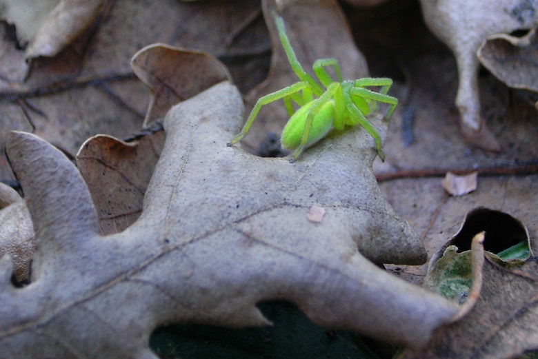 Spider