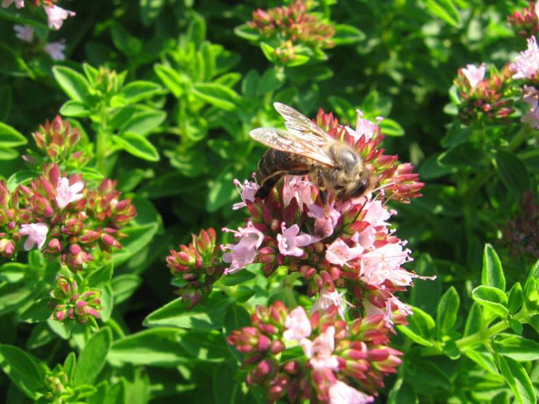 bee