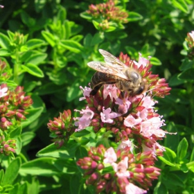 bee