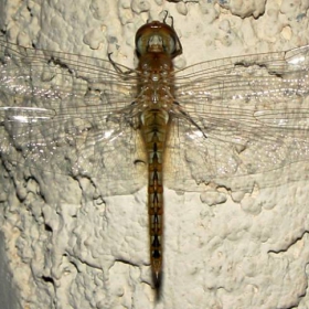 Dragonfly by night