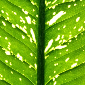 green leaf