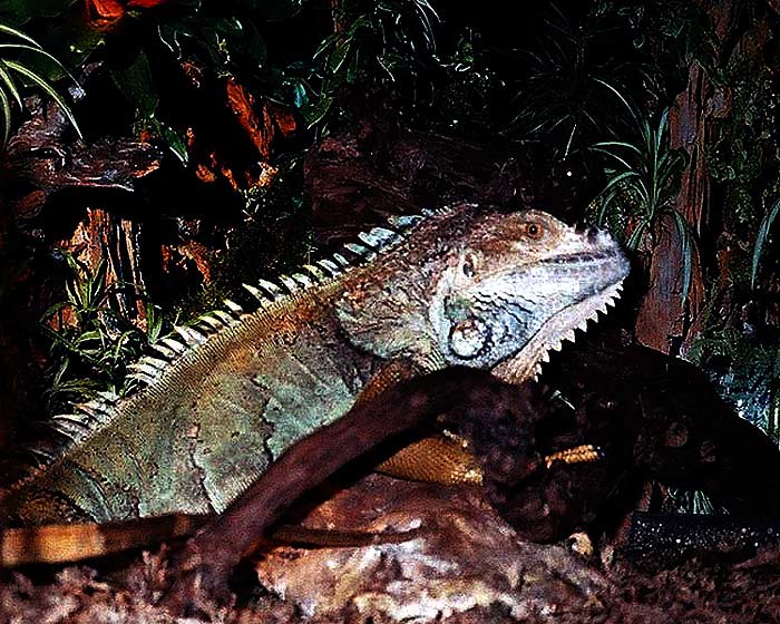 Hameleon-jiv