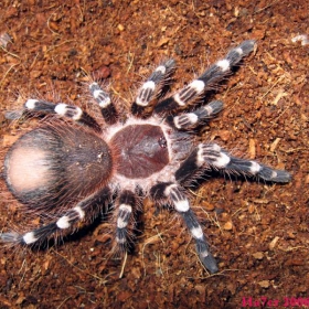 Geniculata