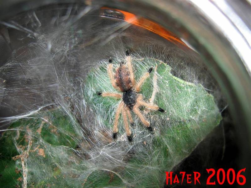 Avicularia Avicularia