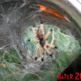 Avicularia Avicularia