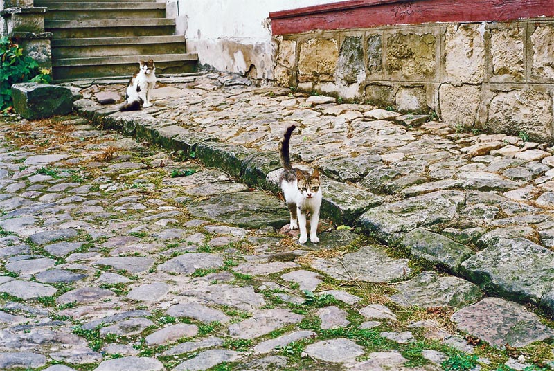 Еленските котки