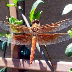 Dragonfly