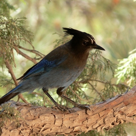 Blue-jay