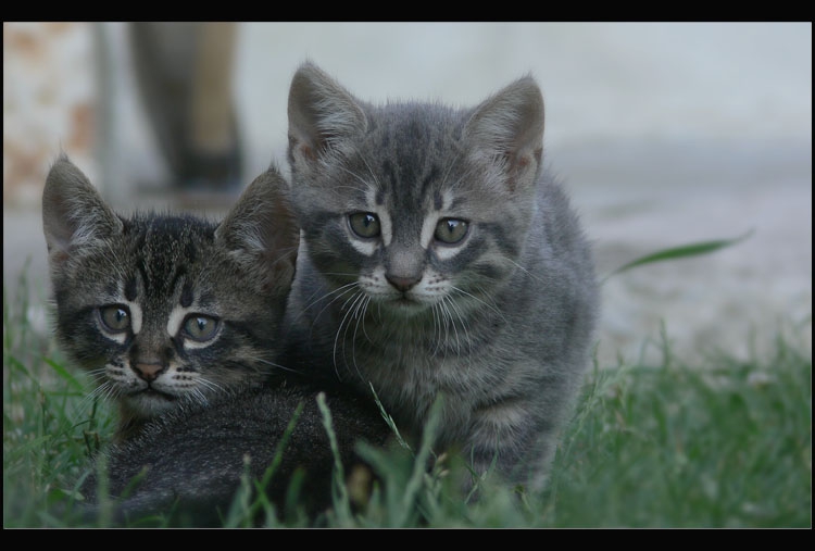 cats in the yard 1