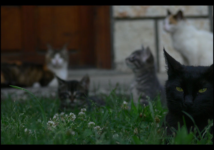 cats in the yard 2