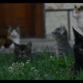 cats in the yard 2