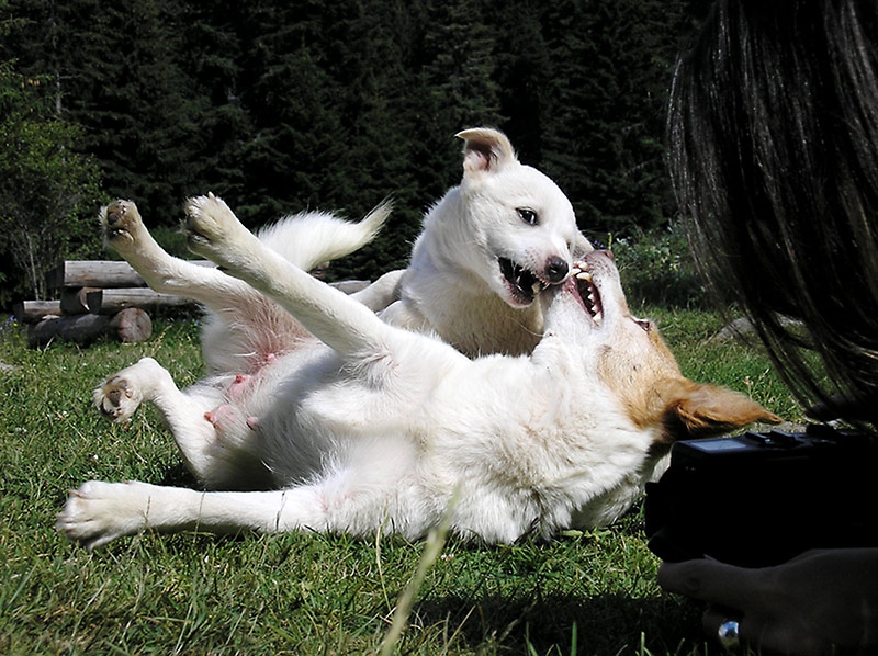 Ненаиграли се!... «@» Dogs etude #1